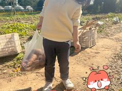 -前小桔亲子创意农场·草莓采摘·露营烧烤