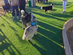 -爪吧宠物乐园·宠物泳池(温榆河示范区店)