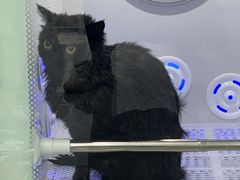 -爱洗澡的猫(望京店)