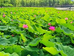 -莲花池公园