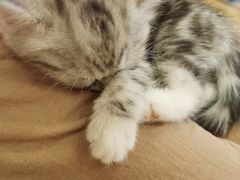 -猫咪派对(江南西店)