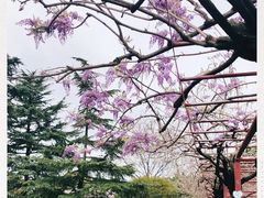 -嘉定紫藤园