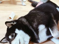 -是阿柴呀！柴犬咖啡·爱喵喵猫咖