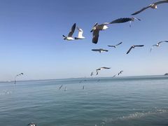 -养马岛旅游度假区