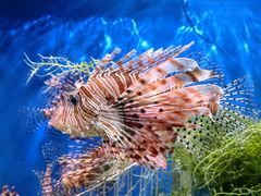 -太平洋海底世界