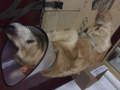 伟伟宠物医院-伟伟宠物医院·CT影像中心·瑞派犬猫综合性门诊(汉口总院)