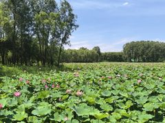-东郊湿地公园