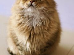 -柚子猫舍·精品猫舍购猫·猫咪认养·购宠·宠物店