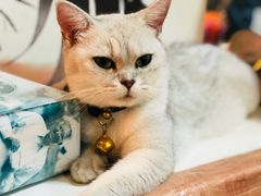 -李小姐の猫咖啡馆(五角场店)