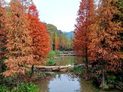 -云溪植物园