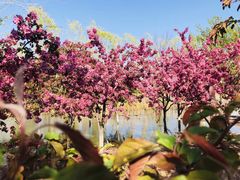 -永定河休闲森林公园