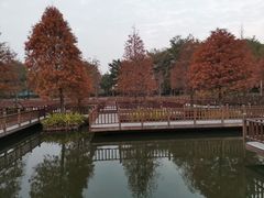 -五缘湾湿地公园