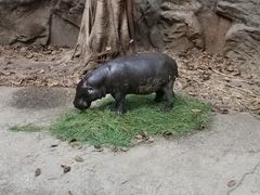 -清迈夜间动物园