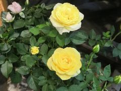 -猫的天空之城概念书店(杭州南宋御街店)