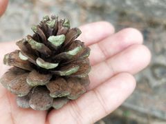 -神光山国家森林公园