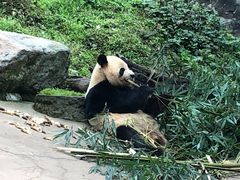 -都江堰中华大熊猫苑
