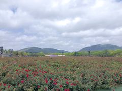 -亚龙湾国际玫瑰谷