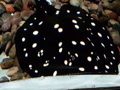 -迪拜水族馆及水下动物园