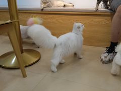 -喵宠乐园·撸猫互动·猫舍