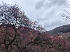 -新建村梅花