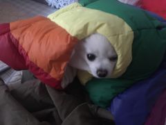 -爱侣宠医·鹦鹉专科·小型哺乳类·异宠专科(灵石路店)