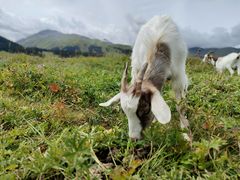 -新疆那拉提国家旅游度假区