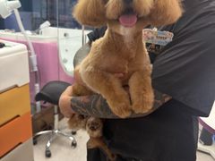 -FAELING PETS美天灵宠物(富力广场店)
