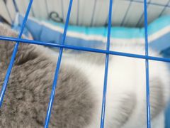 -谐和益家动物医院·免疫绝育·血液透析·宠保定点医院(高新伊藤分院)