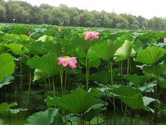 -长春市南湖公园