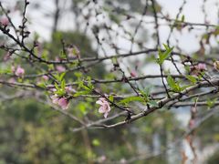 -狐尾山公园