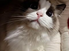 -欣宠猫屋·矮脚拿破仑·蓝金金渐层