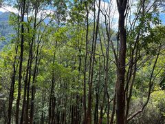 -梧桐山风景名胜区