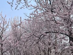 -桃花堤公园