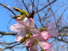 -天适樱花悠乐园