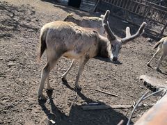 -沈阳森林动物园