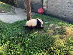 -都江堰中华大熊猫苑