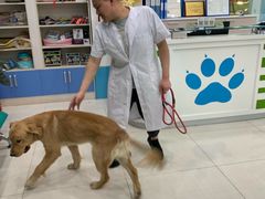 -乖乖乐动物医院(小汤山分院)