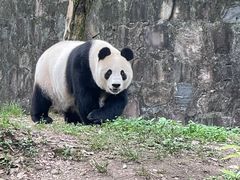 -都江堰中华大熊猫苑