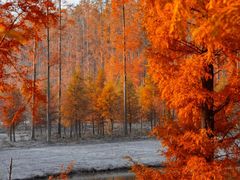 -黄海国家森林公园