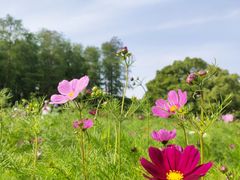 -上海共青森林公园