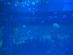-迪拜水族馆及水下动物园