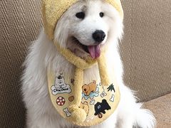-星多哈·狗咖·拼豆·咖啡