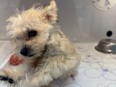 -翊宠yipet猫狗购宠庄园犬舍•猫舍