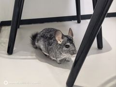 -立德异宠动物医院.兔鸟爬.内窥镜(天河店)