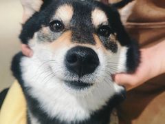 -逗柴咖啡屋·狗咖猫咖宠物桌游