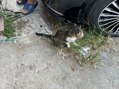 -洲心街道青联村镜记烧肉