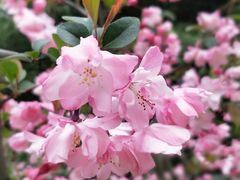 -新虹桥中心花园