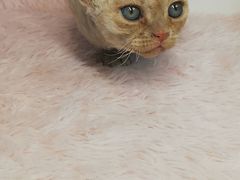 -十年猫舍·猫咪专门店(普陀店)