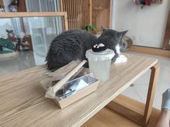 -Catmate·猫肥家润(金润铂宫店)