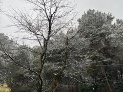 -铁山坪森林公园